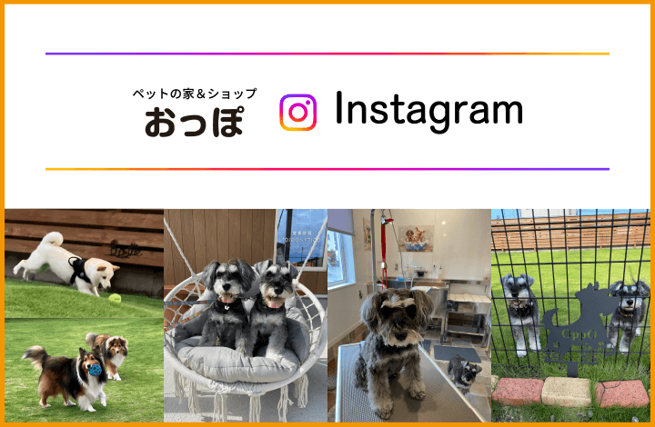 おっぽインスタグラム